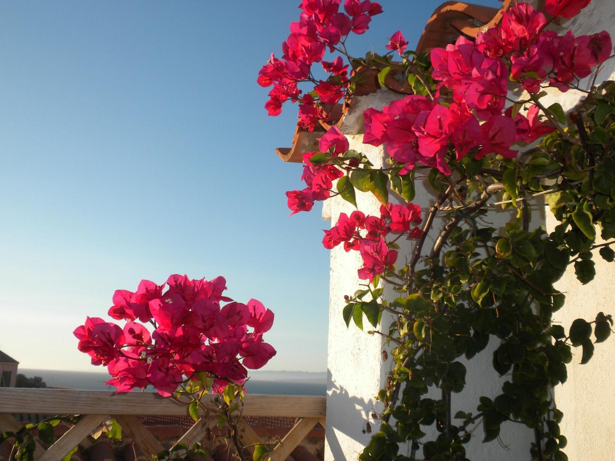 B&B Domus De Janas Santa Teresa Gallura Eksteriør bilde